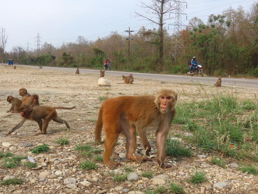 Roads are the foundation for development, but they must also be wildlife-friendly in order to save the lives of the animals. © Jayaram Neupane.