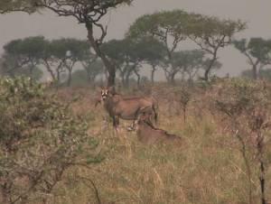 Roan Antelope in Rest.