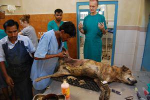 Dog birth control program operating in Jaipur.