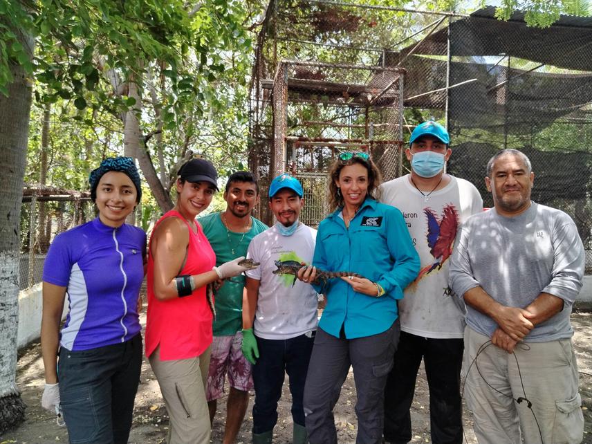 Training staff from ARCAS Rescue Center on how to take measurements and tissue sample from Crocodylus acutus individuals. © Oscar González.