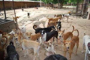 Nuisance street dogs in Jodhpur.
