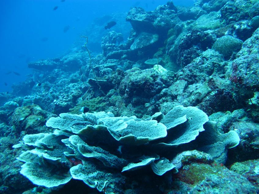 Post mortality deep reef.