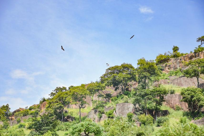 Nesting cliff with the white wash areas denoting nesting ledges for the under study Ruppell's vulture © Ivan oruka
