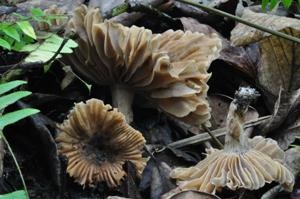 Russula meleagris.