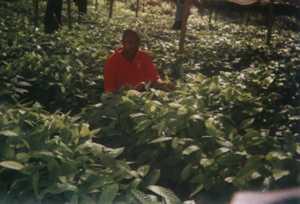 Photograph of the large nursery plantation, a variety of tree species.