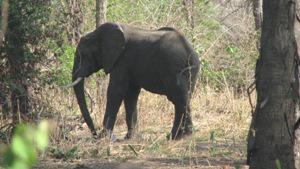 Elephant taken in Lukwika Lumesule with a hand held camera.