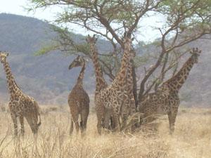 Giraffe.