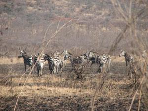 Zebra.