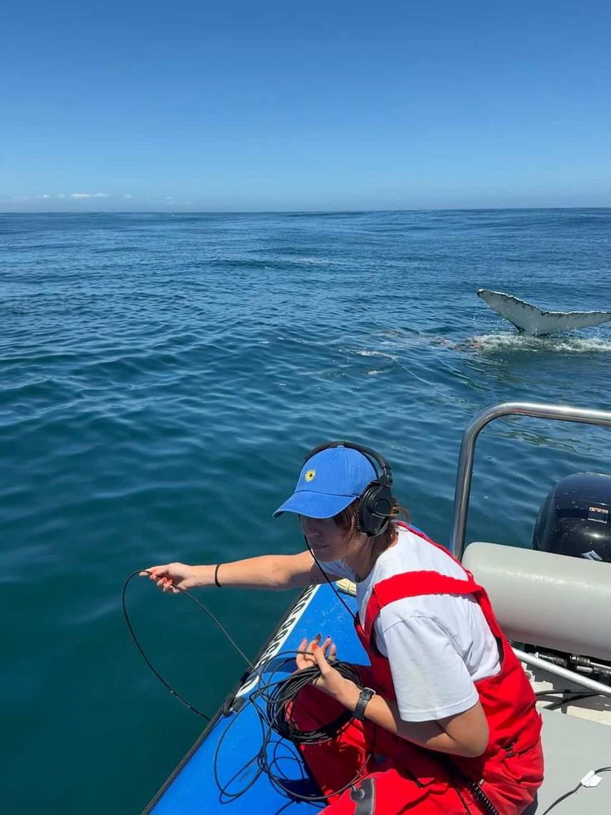 Sasha Dines recording underwater whale calls using an HTi hydrophone with Humpback whale supergroups off the west Coast, South Africa, January 2026 © Copyright Seasearch research and conservation