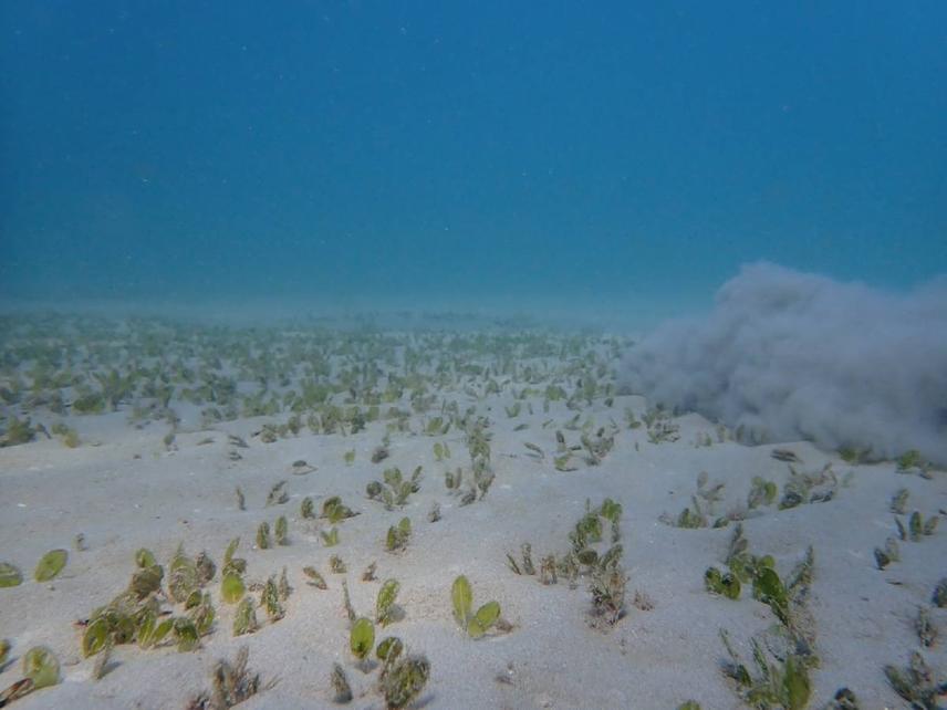 Seagrass bed in Con Dao 2021 © Linh Manh Nguyen