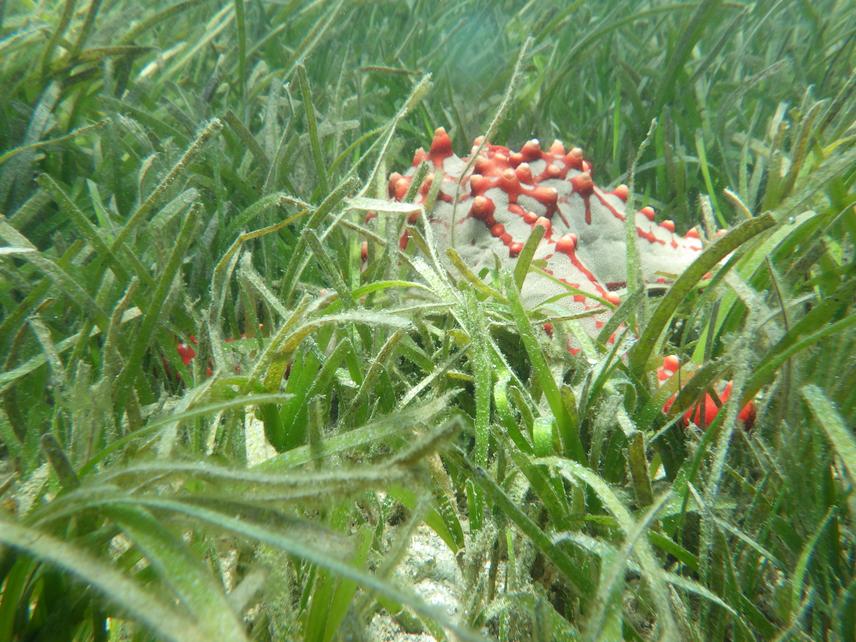 Seagrass bed of Toliara Bay, south-west Madagascar. ©Jonathan Pepin.