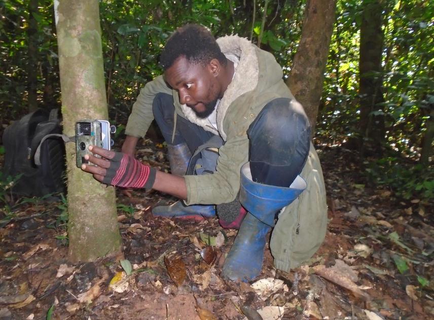 Setting up Camera-traps inside the forest © Romaric Tegang