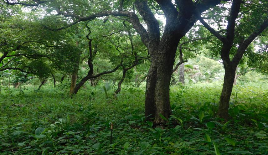 Showing African rosewood in Weppa Woodland, Weppa, Agenebode. © Samson Da’an.