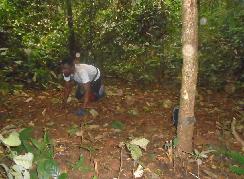 Simulating the detection and functionality of camera traps attached to trees to capture animals passing nearby. © Romaric Tegang