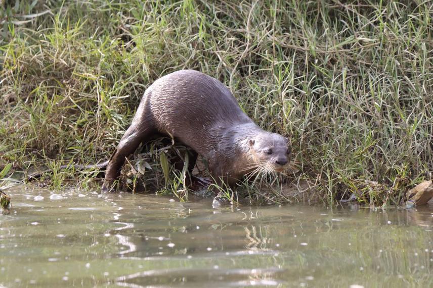 Smooth-coated otter along a riverbank © photo credit_Chee Yoong
