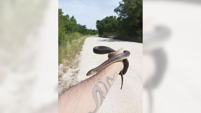 Snakes rescued on the road. © Damián Fortunato