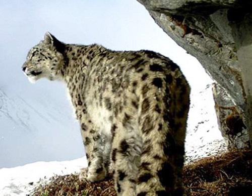 Snow Leopard.