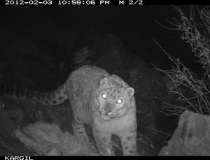Snow leopard.