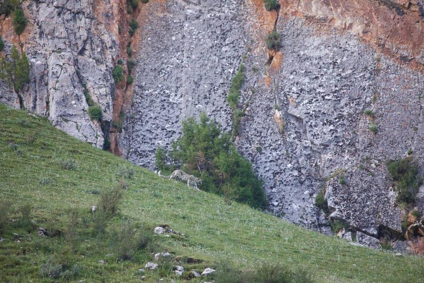 Snow leopard@Yuhan Li