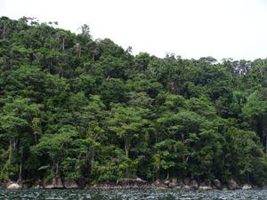 So far intact part of the Masoala rainforest, extending all the way to the seashore.