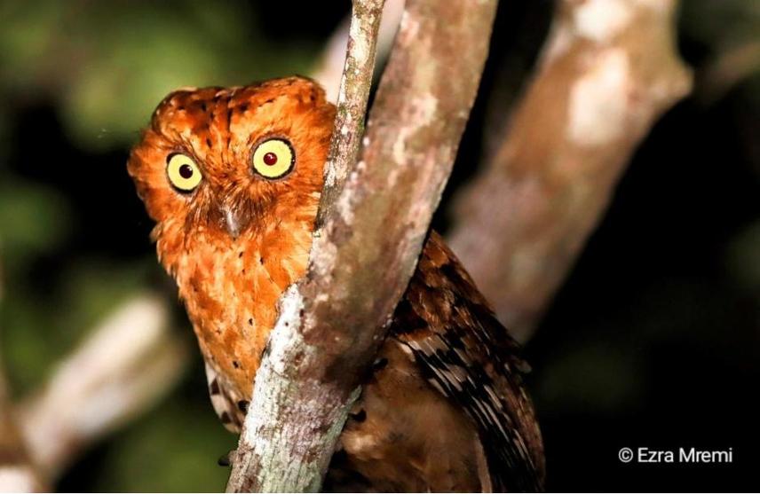 Sokoke Scops owl (rufous morph) © Ezra Mremi
