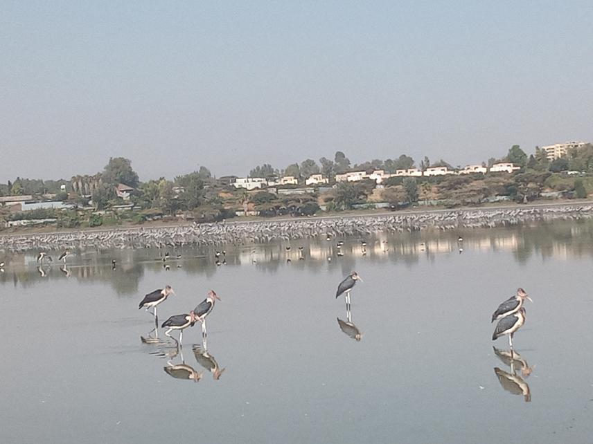 Some birds of Chelekleka wetland dominated by Common cranes (Grus grus). ©Mebrat Teklemariam (2022).