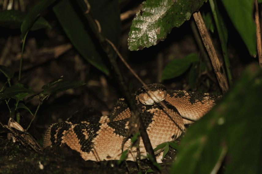 South American Bushmaster in its natural habitat. © Thabata Cavalcante.