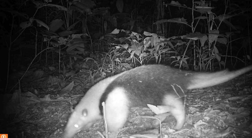 Southern tamandua (Tamandua tetradactyla) photographed by camera trap (c) Vitor Cunha