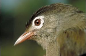 Head of Speirops lugubris. © M.Melo.