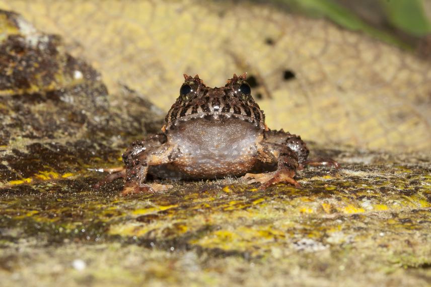 Strabomantis cerastes © Fundacion Calima