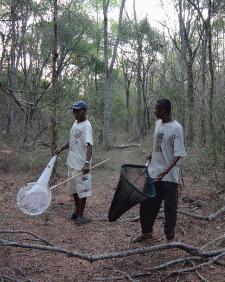 Sweep net training for Lepidoptera in Beza Mahafaly Special Reserve 2002.