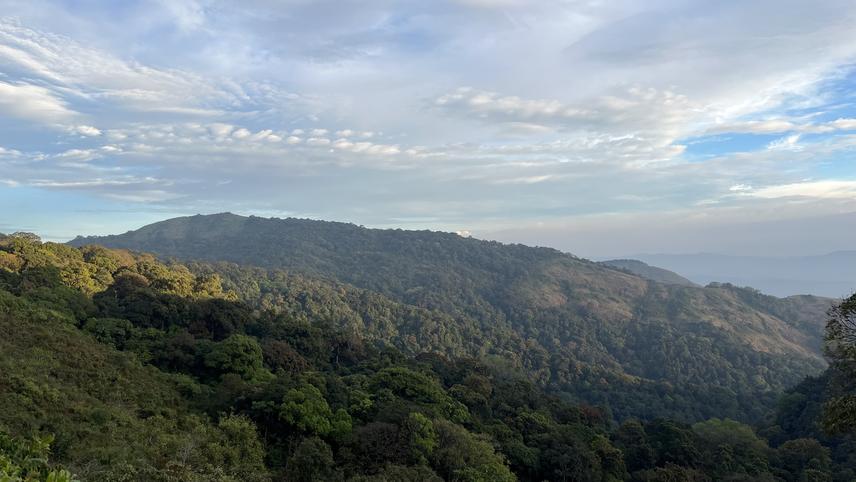 Syzygium palghatense, Sub Montane habitat. ©Dr. Amitha Bachan KH.