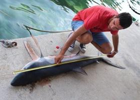 Taking the fork length of caught Blue shark.