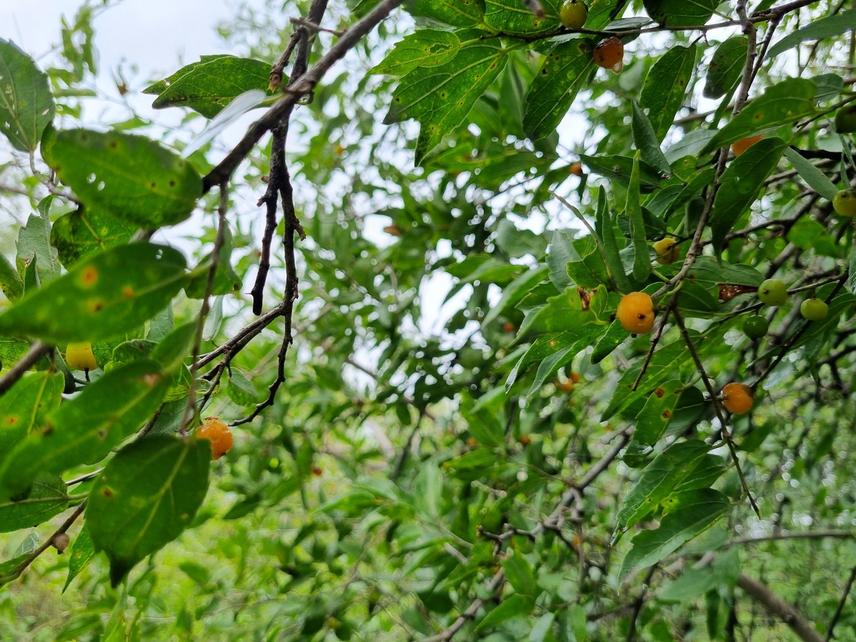 Tala fruits (Celtis ehrenbergiana). This native tree bears fleshy fruits in late summer that are highly consumed by birds and foxes. ©Agostina Bordunale.