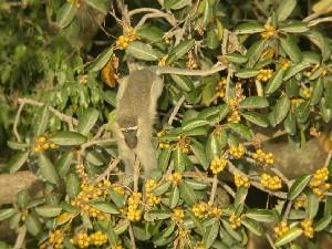 Tantalus monkey.