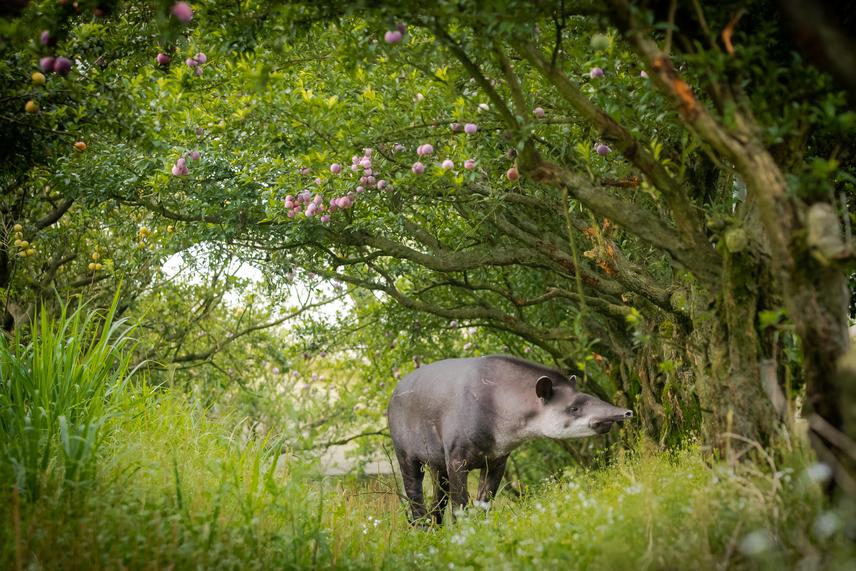 Tapir in plum-growing area. © Gabriel Marchi.