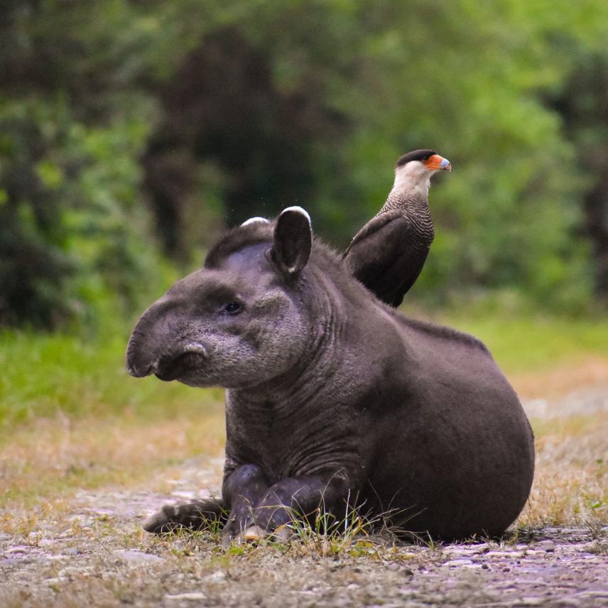Tapirus terrestris with Caracara plancus in El Rey National Park © Alvaro Becerra