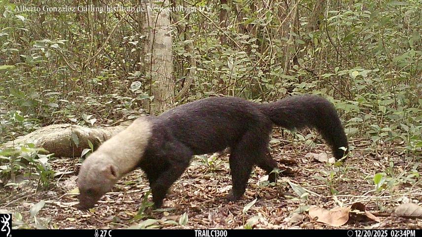 The Tayra (Eira barbara) is one of Mexico´s biggest mustelids, although considered of Least Concern by the IUCN, it is considered endangered by Mexican law. (c) Alberto González Gallina.