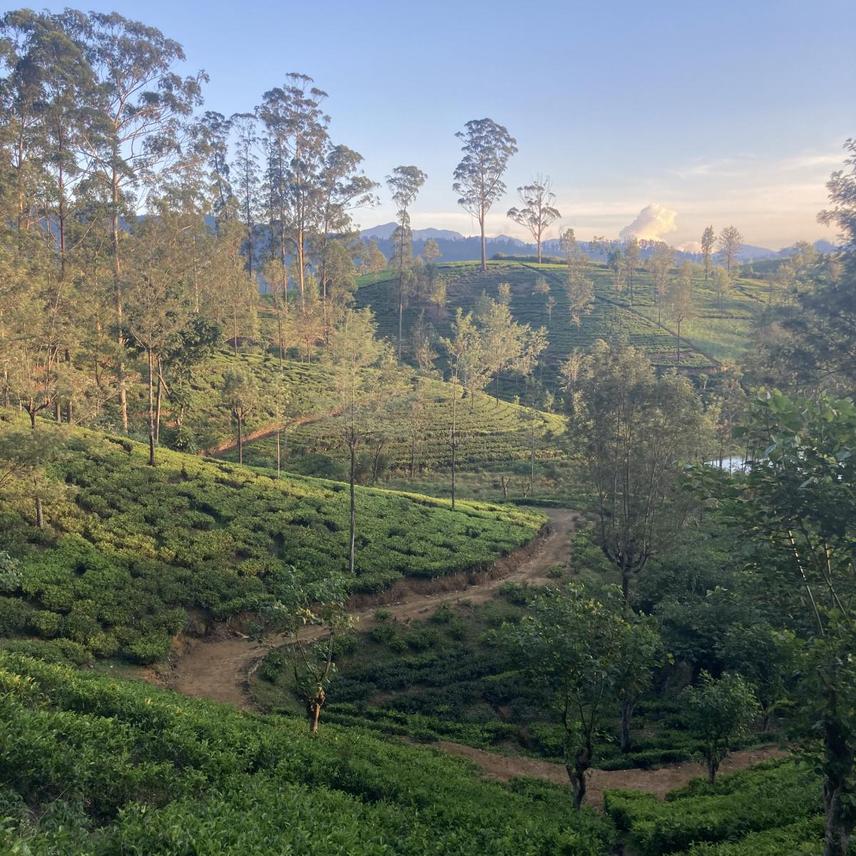 Tea Plantation Landscape: Fieldwork site - Tea plantations interspersed with forested valleys within high-elevation montane landscape of Sri Lanka.  Photo Credit  - Maia E Persche