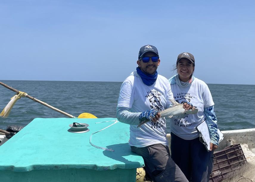 Team members with a scalloped hammerhead shark prior to release. © Fundación Mundo Azul.
