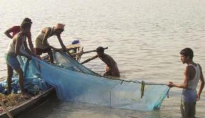 The hard life of fishermen, fish and dolphin.