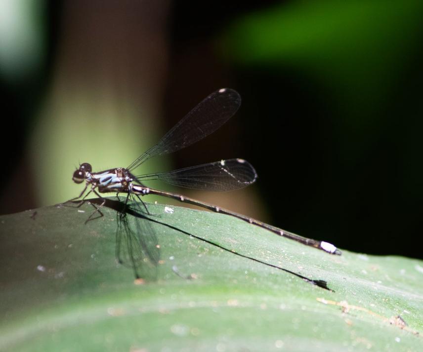 The Critically Endangered Gamble's Flatwing Damselfly, Neurolestes nigeriensis resting on foliage. Location: Becheve Nature Reserve, Obudu Cattle Ranch © Photo Credit: Abiodun Matthew Adedapo
