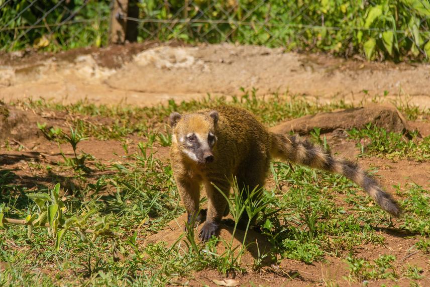 The South American coati is one of the small carnivores that may be affected by the absence of the jaguar. ©Jordani Dutra.