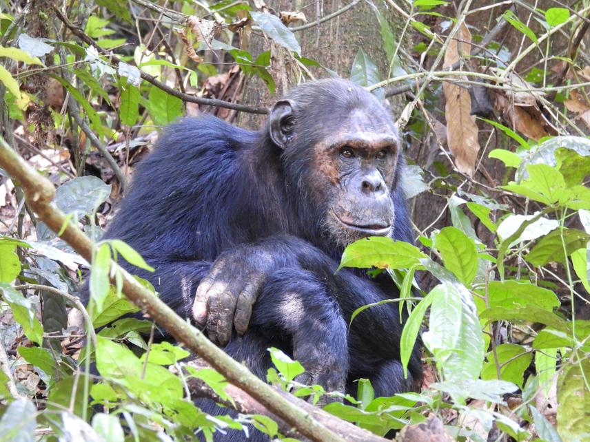 Chimpanzee in Nyungwe National Park. ©Jeannette Batamuliza.