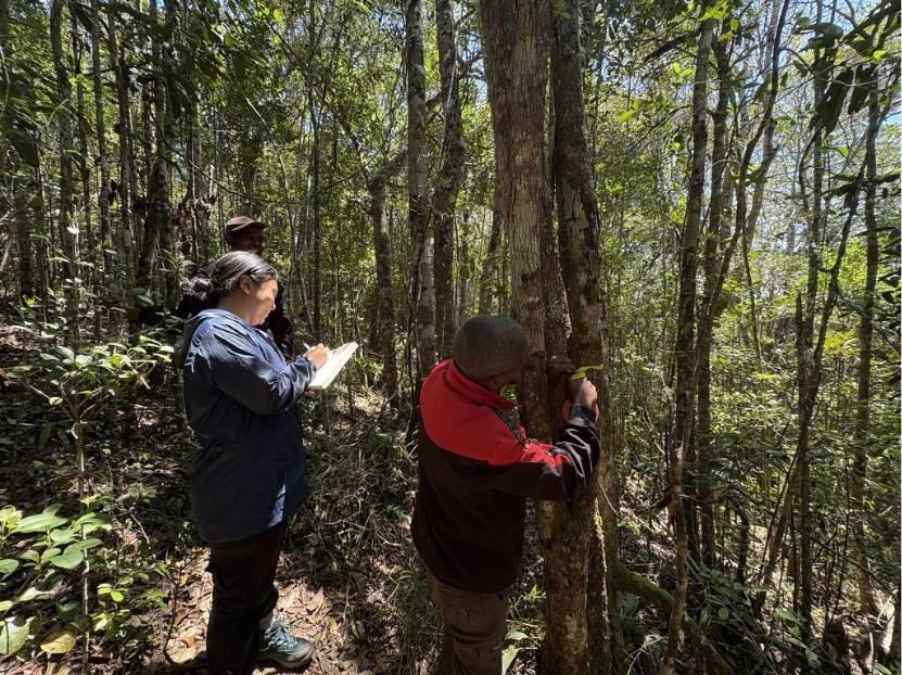 he team identifying tree species, measuring DBH, and recording phenology inside a vegetation plot in Parc Mitsinjo. ©Nagarathna Balakrishna/The Ohio State University