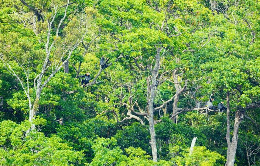 This photograph shows a gray-shanked douc langur with its characteristic habitat in the Khe Lim forest. © : LinhNguyen/SIE