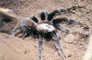 Thrigmopoeus kayi (Gravely, 1915).