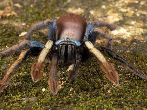 Thrigmopoeus psychedelicus a new tarantula from Kerala.