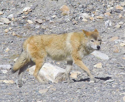Tibetan Wolf.