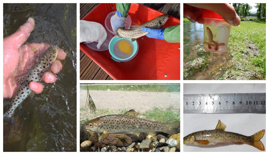 Tigran, Nelli - Scientific Center of Zoology and Hydroecology. ©NAS Armenia.